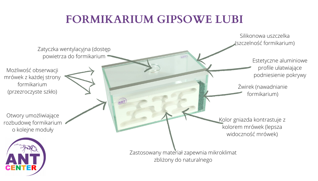 terrarium-dla-mowek-Lubi-antcenter